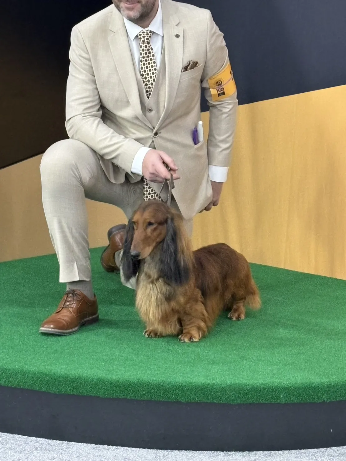 スタンダードダックスの写真